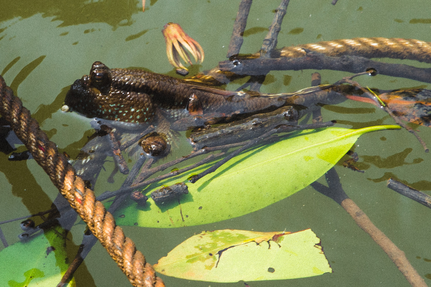 Mudskipper in mangroves
